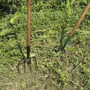 Pitch forks for hay raking in the sun with The Wildlife Trust BCN Wild Work Day.