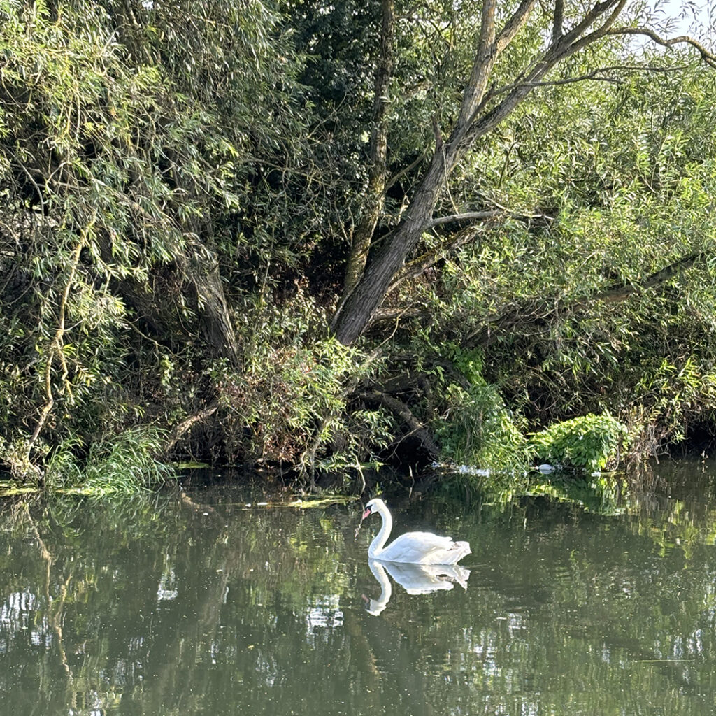 Swan at the Nene Wetlands.